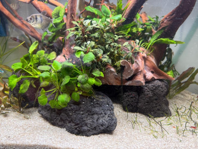 Фото Подводный Романтик. Мой аквариум Fluval Roma 120 литров Zlatka  (photo#156851)