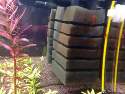 Фото Второй в жизни аквариум 30 литров Ленчик  (photo#156853)