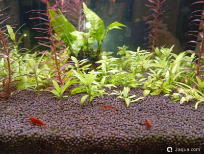 Фото Второй в жизни аквариум 30 литров Ленчик  (photo#156854)