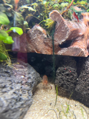 Фото Подводный Романтик. Мой аквариум Fluval Roma 120 литров Zlatka  (photo#156855)