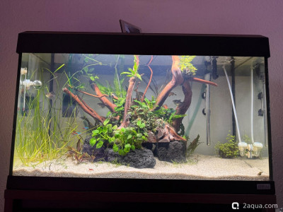 Фото Подводный Романтик. Мой аквариум Fluval Roma 120 литров Zlatka  (photo#156858)