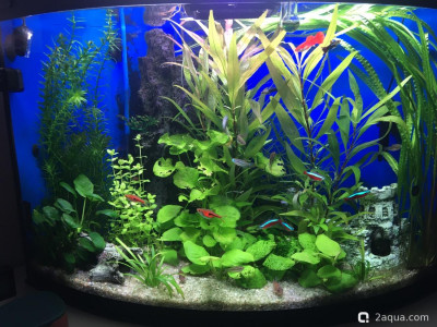 Фото Угловой аквариум 50 литров andrey_che  (photo#156859)