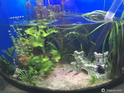 Фото Угловой аквариум 50 литров andrey_che  (photo#156860)