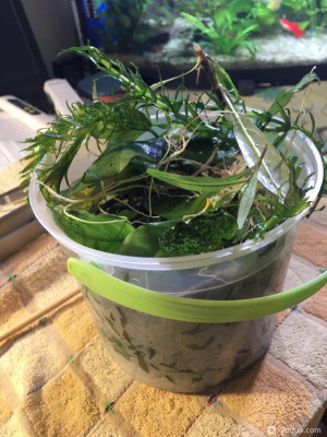 Фото Угловой аквариум 50 литров andrey_che  (photo#156861)