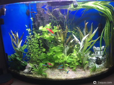 Фото Угловой аквариум 50 литров andrey_che  (photo#156862)