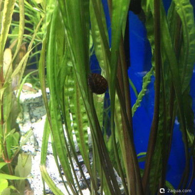 Фото Угловой аквариум 50 литров andrey_che  (photo#156889)