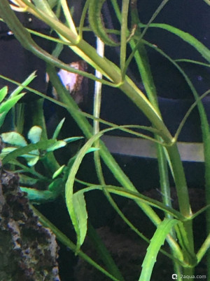 Фото Угловой аквариум 50 литров andrey_che  (photo#156890)