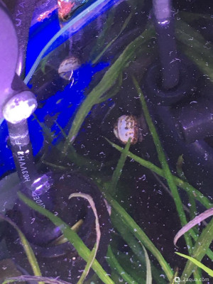 Фото Угловой аквариум 50 литров andrey_che  (photo#156891)