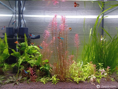 Фото Третий, экспериментальный аквариум на 60 литров Ленчик  (photo#156892)