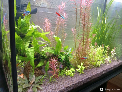 Фото Третий, экспериментальный аквариум на 60 литров Ленчик  (photo#156893)