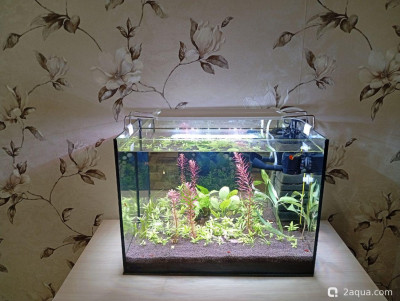 Фото Второй в жизни аквариум 30 литров Ленчик  (photo#156894)