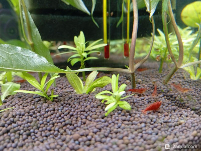 Фото Второй в жизни аквариум 30 литров Ленчик  (photo#156896)