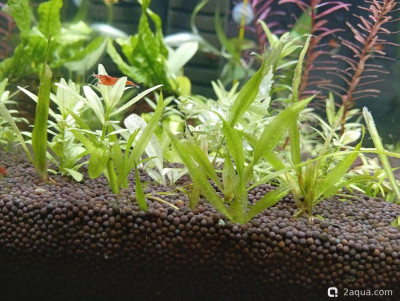 Фото Второй в жизни аквариум 30 литров Ленчик  (photo#156897)