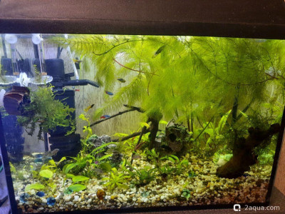 Фото Наш нелепый аквариум 50 литров Филита  (photo#156904)