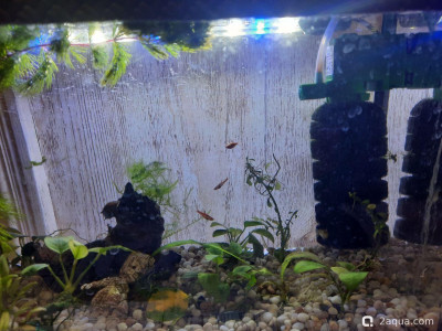 Фото  Пятнашка , аквариум 15 литров Филита  (photo#156905)