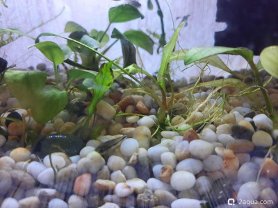 Фото  Пятнашка , аквариум 15 литров Филита  (photo#156906)