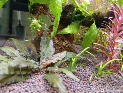 Фото Третий, экспериментальный аквариум на 60 литров Ленчик  (photo#156908)