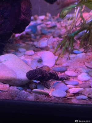 Фото Отдам анциструсов Москва  (photo#156909)