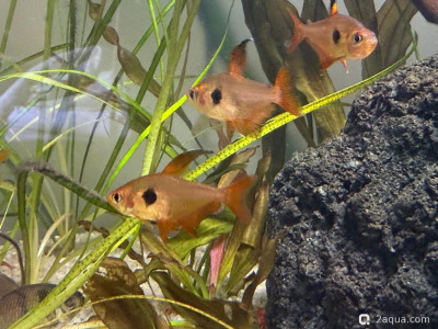 Фото Подводный Романтик. Мой аквариум Fluval Roma 120 литров Zlatka  (photo#156912)