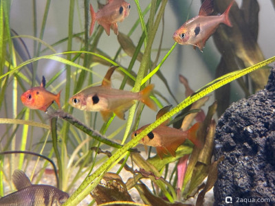 Фото Подводный Романтик. Мой аквариум Fluval Roma 120 литров Zlatka  (photo#156913)