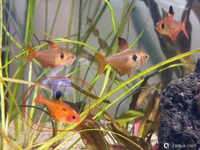 Фото Подводный Романтик. Мой аквариум Fluval Roma 120 литров Zlatka  (photo#156914)