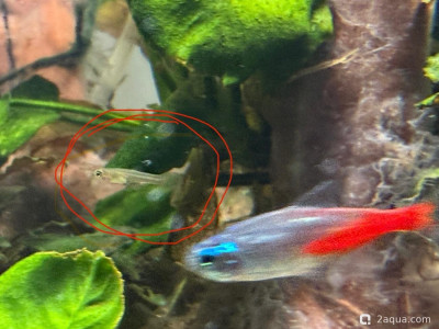 Фото Подводный Романтик. Мой аквариум Fluval Roma 120 литров Zlatka  (photo#156915)