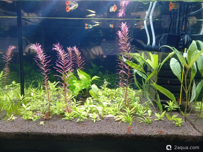 Фото Второй в жизни аквариум 30 литров Ленчик  (photo#156916)