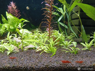 Фото Второй в жизни аквариум 30 литров Ленчик  (photo#156917)