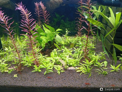 Фото Второй в жизни аквариум 30 литров Ленчик  (photo#156918)