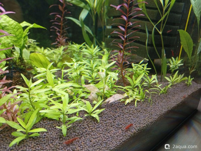 Фото Второй в жизни аквариум 30 литров Ленчик  (photo#156919)