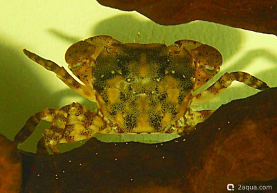 Фото Маленький кусочек моря (photo#156921)