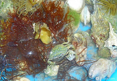 Фото Маленький кусочек моря (photo#156924)