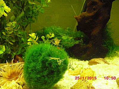 Фото Маленький кусочек моря (photo#156926)