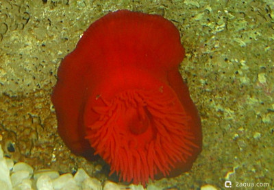 Фото Маленький кусочек моря (photo#156936)