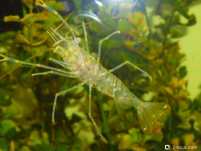 Фото Маленький кусочек моря (photo#156938)