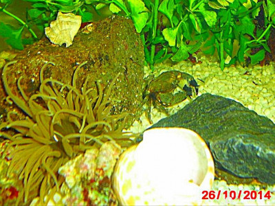 Фото Маленький кусочек моря (photo#156946)