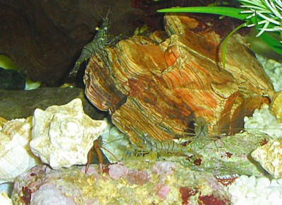 Фото Маленький кусочек моря (photo#156953)