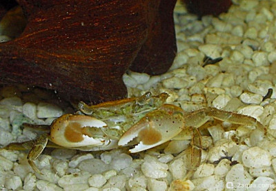 Фото Маленький кусочек моря (photo#156965)