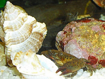 Фото Маленький кусочек моря (photo#156979)