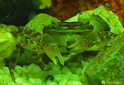 Фото Маленький кусочек моря (photo#156989)