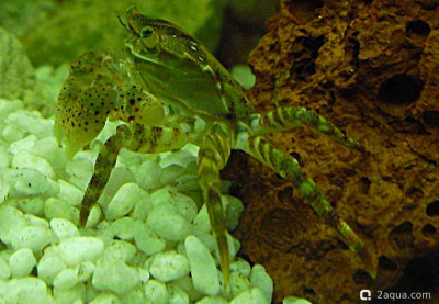 Фото Маленький кусочек моря (photo#156993)