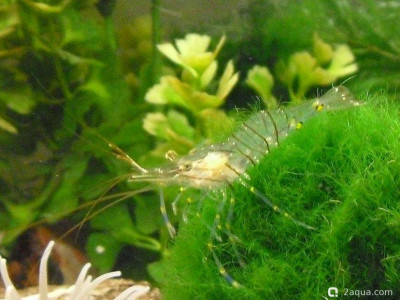 Фото Маленький кусочек моря (photo#156996)