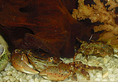 Фото Маленький кусочек моря (photo#156997)