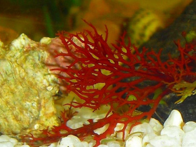 Фото Маленький кусочек моря (photo#157012)