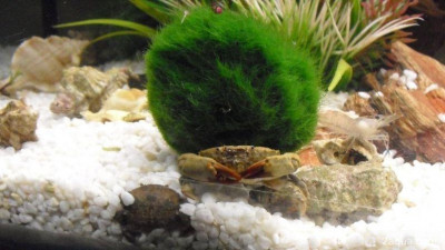 Фото Маленький кусочек моря (photo#157027)