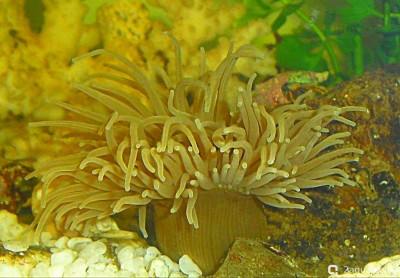 Фото Маленький кусочек моря (photo#157030)