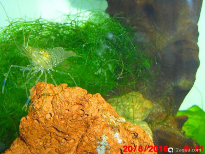 Фото Маленький кусочек моря (photo#157037)