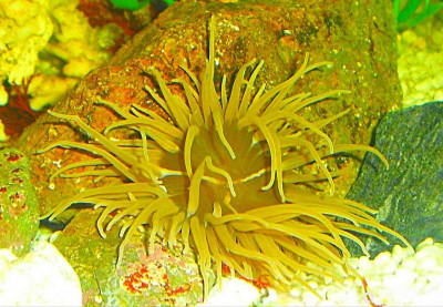 Фото Маленький кусочек моря (photo#157045)