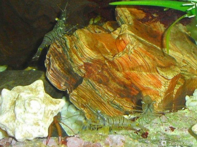 Фото Маленький кусочек моря (photo#157079)