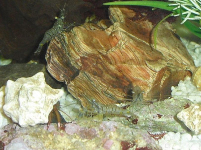 Фото Маленький кусочек моря (photo#157094)